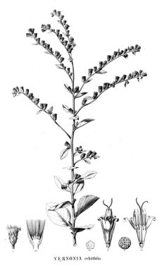 Bitki çizimi. Eski resim