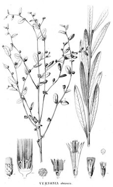 Bitki çizimi. Eski resim