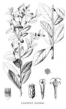 Bitki çizimi. Eski resim