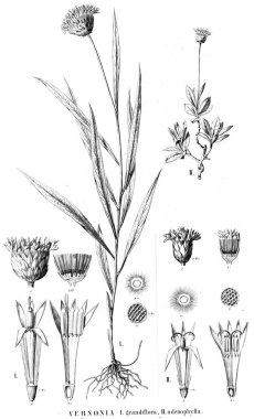 Bitki çizimi. Eski resim