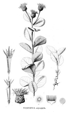 Bitki çizimi. Eski resim