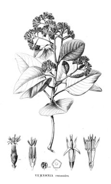 Bitki çizimi. Eski resim