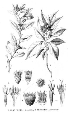 Bitki çizimi. Eski resim