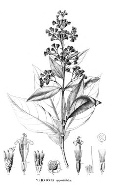 Bitki çizimi. Eski resim