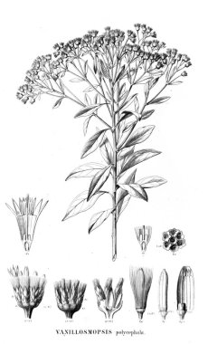 Bitki çizimi. Eski resim