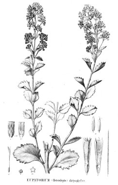 Bitki çizimi. Eski resim