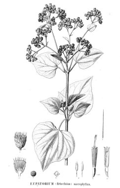 Bitki çizimi. Eski resim