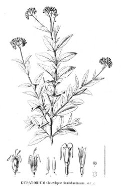 Bitki çizimi. Eski resim