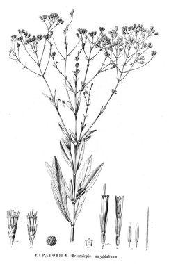 Bitki çizimi. Eski resim