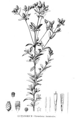 Bitki çizimi. Eski resim