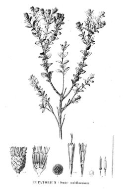 Bitki çizimi. Eski resim