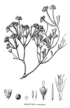 Bitki çizimi. Eski resim