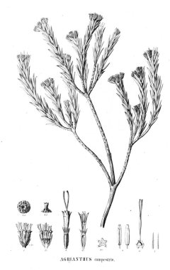 Bitki çizimi. Eski resim