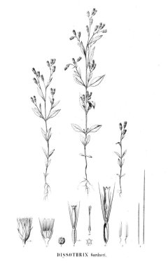 Bitki çizimi. Eski resim