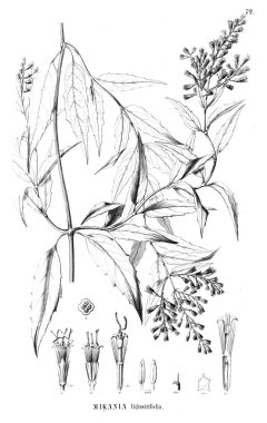 Bitki çizimi. Eski resim