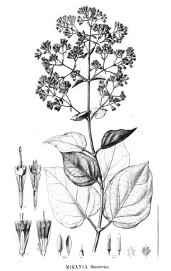 Bitki çizimi. Eski resim