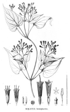 Bitki çizimi. Eski resim