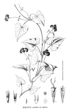 Bitki çizimi. Eski resim