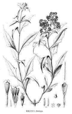 Bitki çizimi. Eski resim