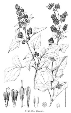 Bitki çizimi. Eski resim