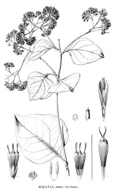 Bitki çizimi. Eski resim