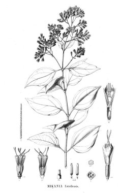 Bitki çizimi. Eski resim