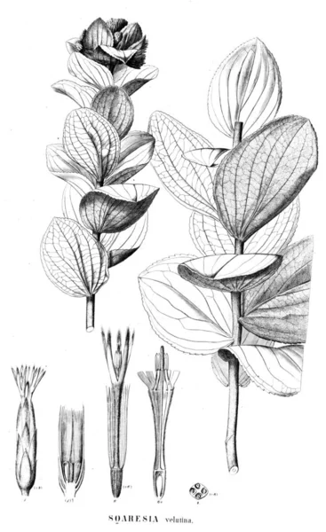 植物的例证 旧图像 — 图库照片