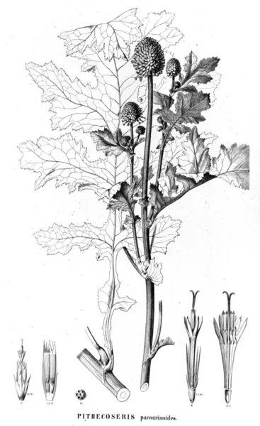 Bitki çizimi. Eski resim