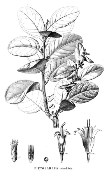 Illustration Plante Ancienne Image — Photo