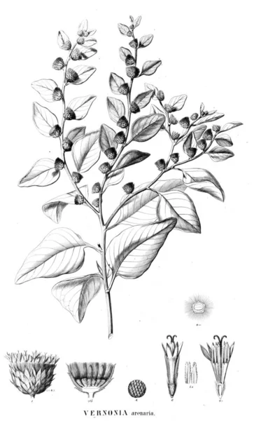 Illustration Plant Old Image — Stock Photo, Image