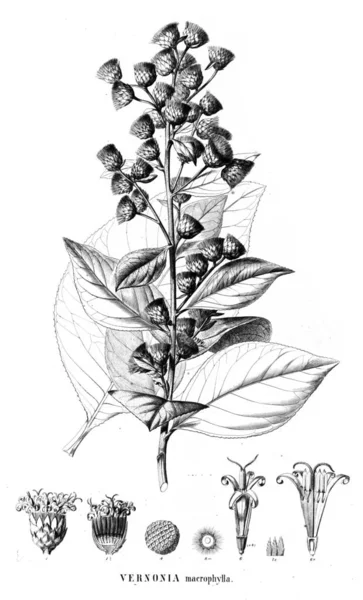 Bitki çizimi. Eski resim