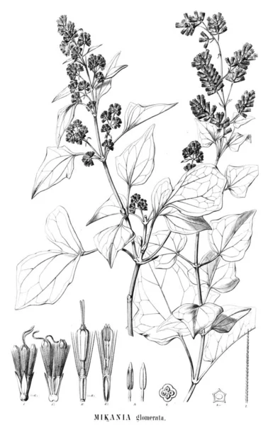 Bitki çizimi. Eski resim