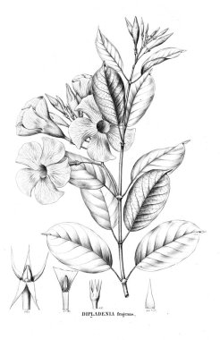 Bitki çizimi. Eski resim