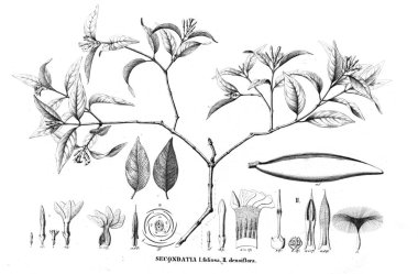 Bitki çizimi. Eski resim