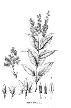 Bitki çizimi. Eski resim