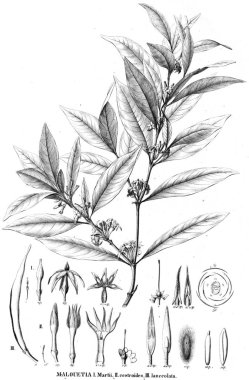 Bitki çizimi. Eski resim