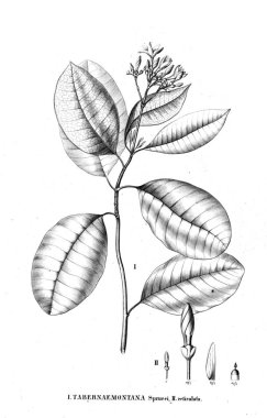 Bitki çizimi. Eski resim