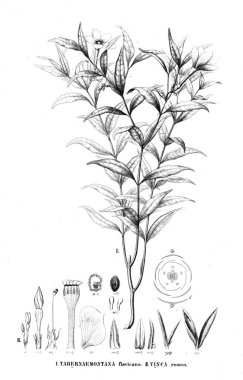 Bitki çizimi. Eski resim