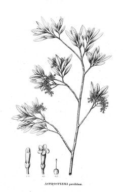 Bitki çizimi. Eski resim