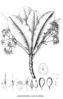 Bitki çizimi. Eski resim