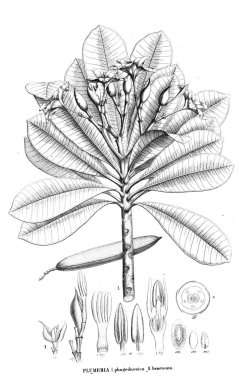 Bitki çizimi. Eski resim