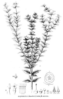 Bitki çizimi. Eski resim