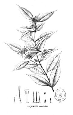 Bitki çizimi. Eski resim