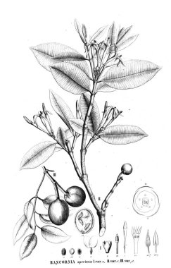 Bitki çizimi. Eski resim