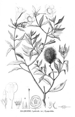 Bitki çizimi. Eski resim