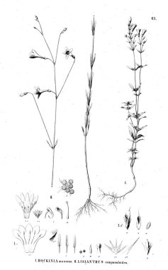 Bitki çizimi. Eski resim