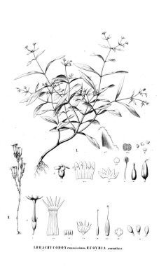 Bitki çizimi. Eski resim