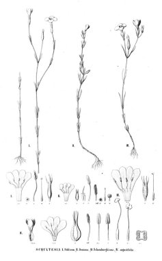 Bitki çizimi. Eski resim