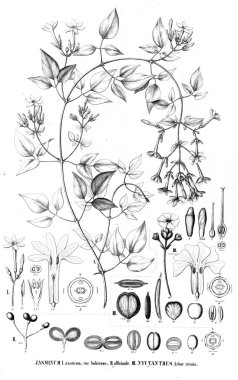 Bitki çizimi. Eski resim