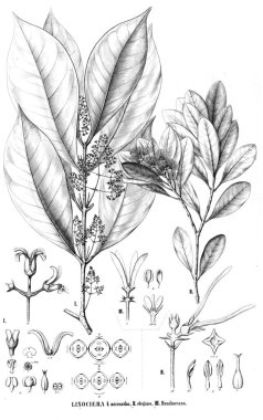 Bitki çizimi. Eski resim